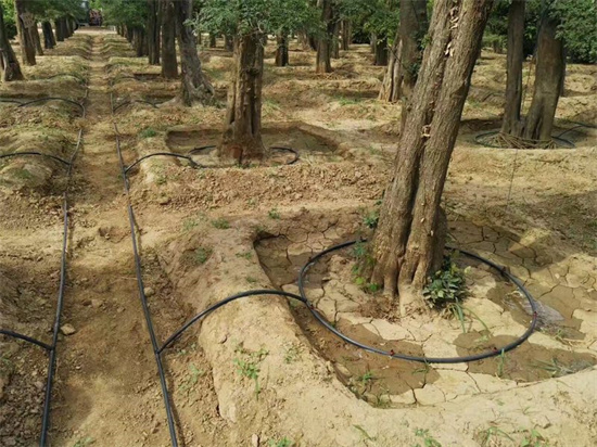 果樹滴灌