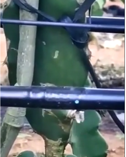 滴灌管