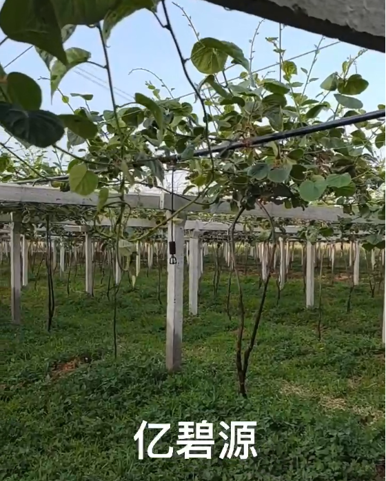 倒掛微噴